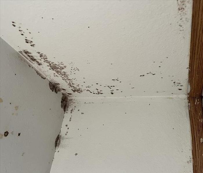 Mold spread throughout Ceiling, Multiple Walls