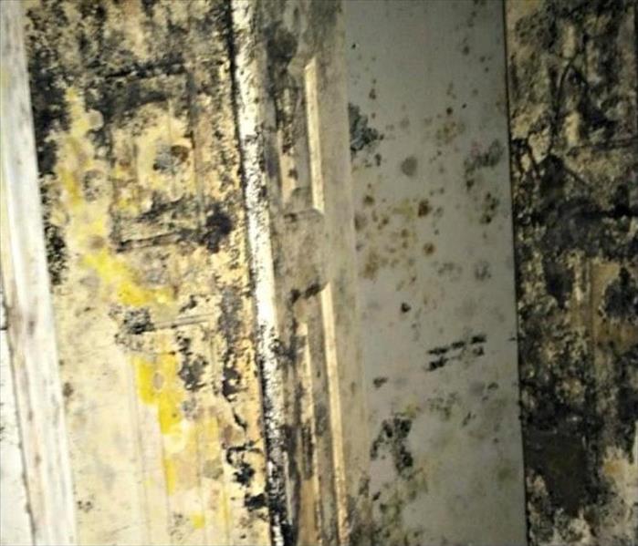 black and yellow mold destroying a surface